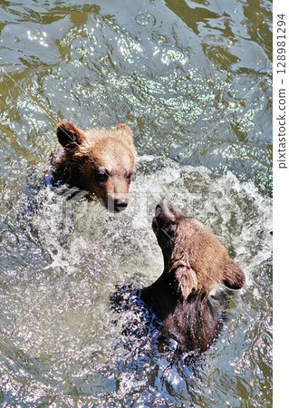 Baby bear playing in the river Baby bear playing in the river 128981294