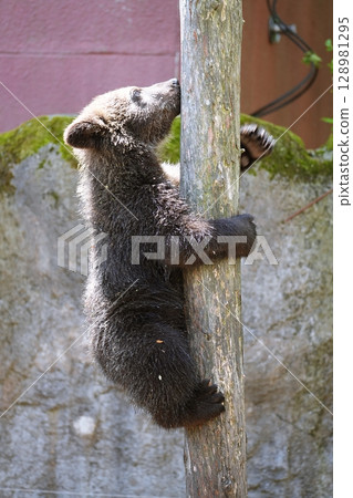 A baby bear climbing a tree 128981295