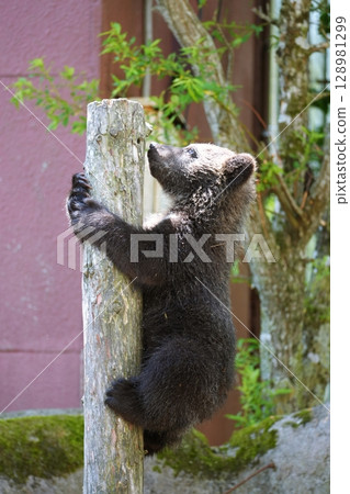 A baby bear climbing a tree 128981299