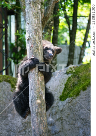 A baby bear climbing a tree A baby bear climbing a tree 128981300