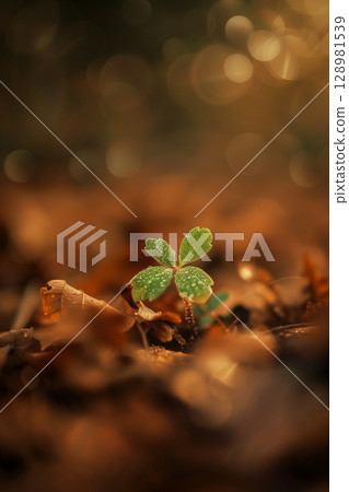 Cinematic macro photography of a green sprout emerging from dark brown soil 128981539