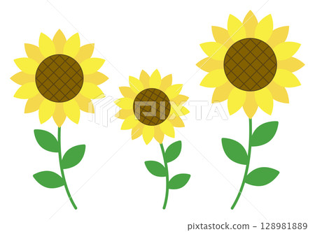 Sunflower illustration material, three flowers lined up, summer 128981889