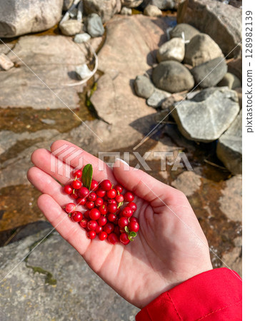 Hand in red jacket holding bunch of ripe wild lingonberries with green leaves in natural light Hand in red jacket holding bunch of ripe wild lingonberries with green leaves in natural light 128982139