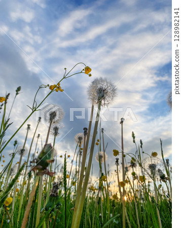 Dandelions and yellow wildflowers growing on a grassy meadow against a cloudy sky and sunset light. Dandelions and yellow wildflowers growing on a grassy meadow against a cloudy sky and sunset light. 128982141