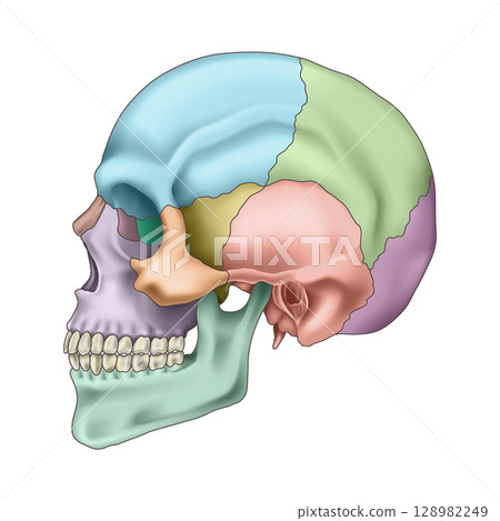 Human skull bones anatomy. Cranial colored parts structure. Outline sutures. Zygomatic, nasal, maxilla, temporal lacrimal mandible frontal parietal occipital. Brain protection. Vector illustration 128982249