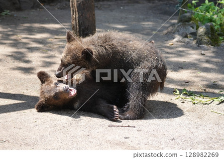 寶寶熊 寶寶熊 128982269