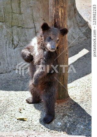 Baby Bear 128982283