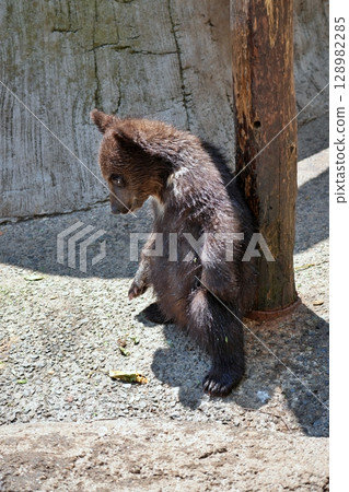 Baby Bear Baby Bear 128982285