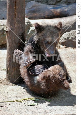 Baby Bear 128982288