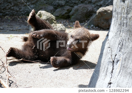 Baby Bear Baby Bear 128982294