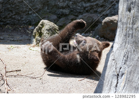 Baby Bear Baby Bear 128982295
