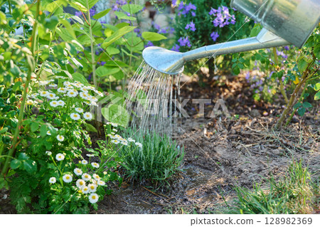 Close-up of watering lavender plant in flower bed in backyard garden Close-up of watering lavender plant in flower bed in backyard garden 128982369