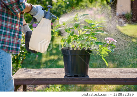 Close-up spraying of Hydrangea plant in pot from spray bottle 128982389