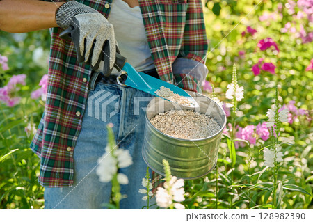 Close-up of flowering plants and hand with granular fertilizer, fertilizing in flowerbed Close-up of flowering plants and hand with granular fertilizer, fertilizing in flowerbed 128982390