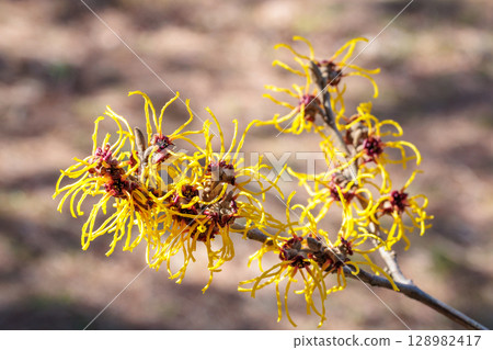 Close-up of a yellow flower of Witch Hazel, Baumstead Gold, blooming in early spring 128982417