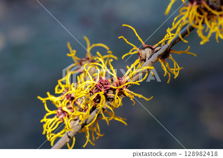 Close-up of a yellow flower of Witch Hazel, Baumstead Gold, blooming in early spring 128982418