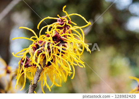 Close-up of a yellow flower of Witch Hazel, Baumstead Gold, blooming in early spring Close-up of a yellow flower of Witch Hazel, Baumstead Gold, blooming in early spring 128982420