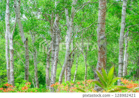 [White birch forest] Fresh greenery and Renge azalea [Yachiho Plateau] 128982421
