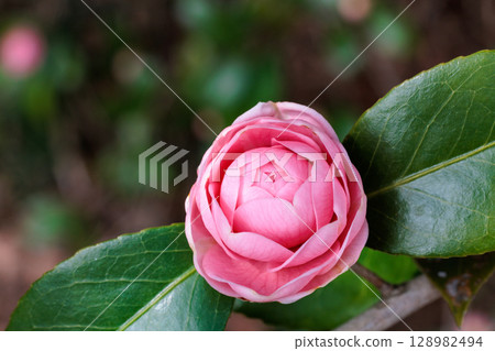 Pure camellia flowers in the garden 128982494