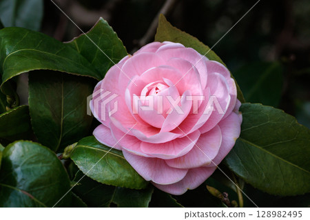Pure camellia flowers in the garden 128982495