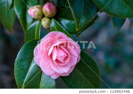 Pure camellia flowers in the garden 128982496