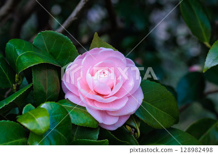 Pure camellia flowers in the garden 128982498