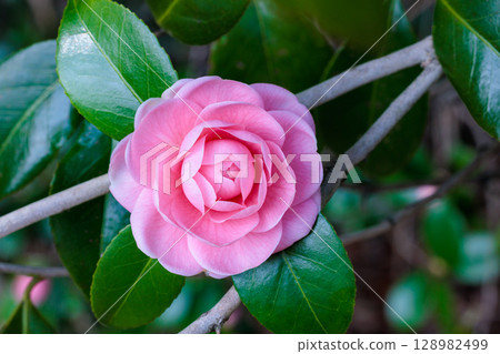 Pure camellia flowers in the garden 128982499