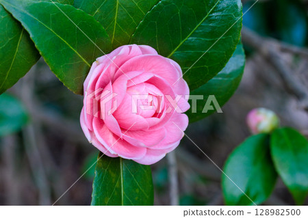 Pure camellia flowers in the garden 128982500