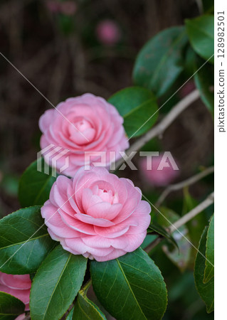 Pure camellia flowers in the garden 128982501