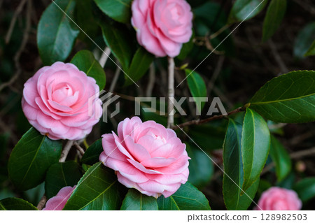 Pure camellia flowers in the garden 128982503