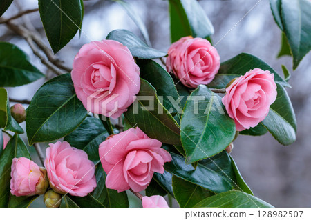 花園裡純潔的山茶花 花園裡純潔的山茶花 128982507