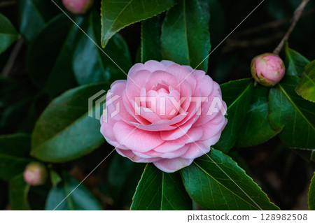 花園裡純潔的山茶花 128982508