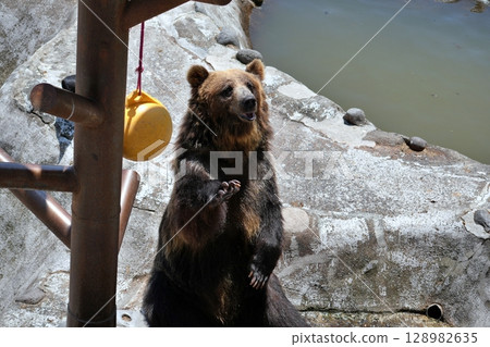 Scenery of a bear ranch in Hokkaido Scenery of a bear ranch in Hokkaido 128982635