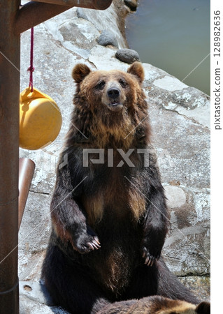 Scenery of a bear ranch in Hokkaido Scenery of a bear ranch in Hokkaido 128982636