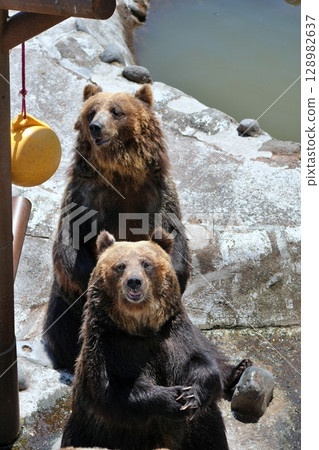 Scenery of a bear ranch in Hokkaido Scenery of a bear ranch in Hokkaido 128982637