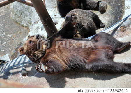 Scenery of a bear ranch in Hokkaido 128982641