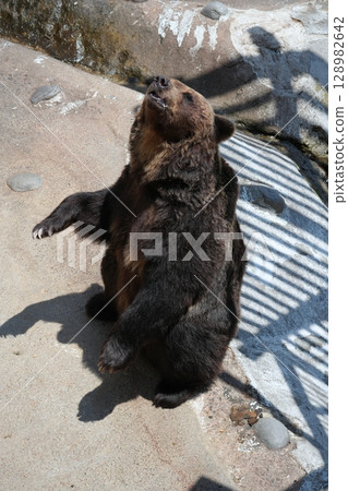 Scenery of a bear ranch in Hokkaido 128982642