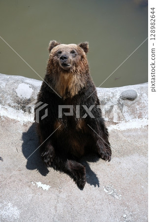 Scenery of a bear ranch in Hokkaido 128982644