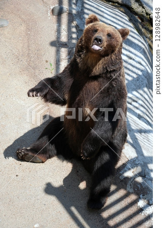 Scenery of a bear ranch in Hokkaido Scenery of a bear ranch in Hokkaido 128982648