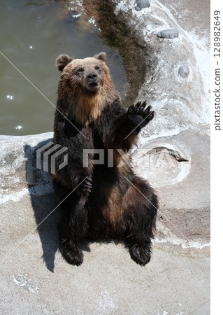 Scenery of a bear ranch in Hokkaido Scenery of a bear ranch in Hokkaido 128982649
