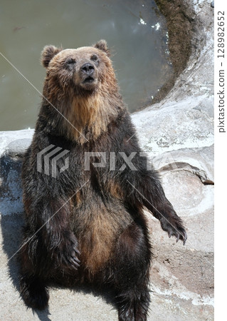 Scenery of a bear ranch in Hokkaido 128982652