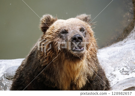 Scenery of a bear ranch in Hokkaido 128982657