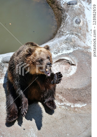 Scenery of a bear ranch in Hokkaido 128982659