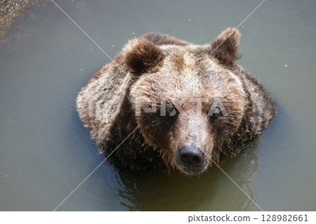 Scenery of a bear ranch in Hokkaido 128982661