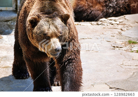 Scenery of a bear ranch in Hokkaido 128982663