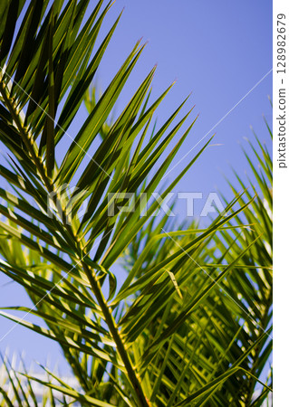 Vibrant green palm fronds under clear blue sky 128982679