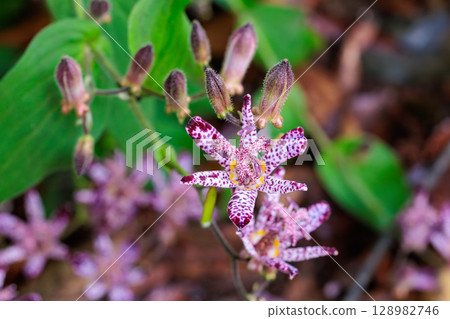 Close-up of beautiful cuckoo flower blooming in autumn garden 128982746