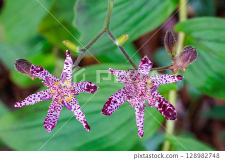 Close-up of beautiful cuckoo flower blooming in autumn garden 128982748