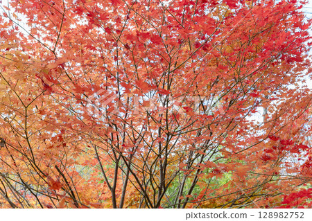 紅色和橙色的秋天楓葉 128982752