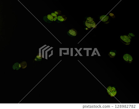 In-camera multiple exposure photography of floating plants on the surface of a lake In-camera multiple exposure photography of floating plants on the surface of a lake 128982782